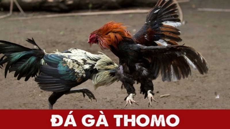 Giới thiệu tổng quan về đá gà Thomo